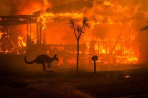 Fire in Australia with Kangaroo
